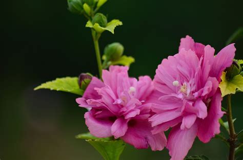 木槿 花|木槿